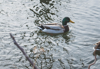 duck in water