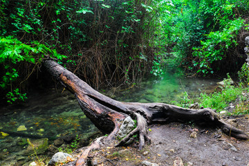 Water or lake in the forest. Natural environment concept. The old tree growing horizontally over the river has become like a bridge.