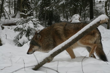 Wolf in snow winter pine forest with a man