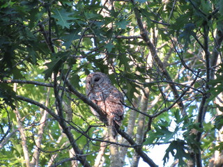 View of a northern barred owl, also known as a hoot owl, perched on a tree branch