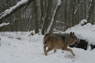 Wolf in snow winter pine forest with a man