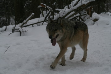 Wolf in snow winter pine forest with a man
