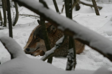 Wolf in snow winter pine forest with a man