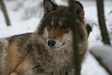 Wolf in snow winter pine forest with a man
