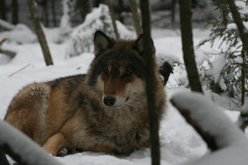Wolf in snow winter pine forest with a man
