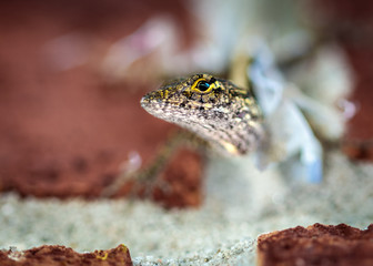A Brown Anole on a brick wall!