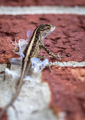 A Brown Anole shedding its skin!