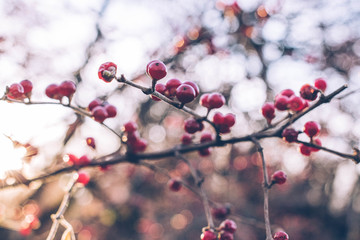 red berries in snow