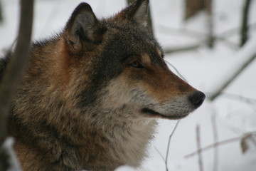 Obraz premium Wolf in snow winter pine forest with a man