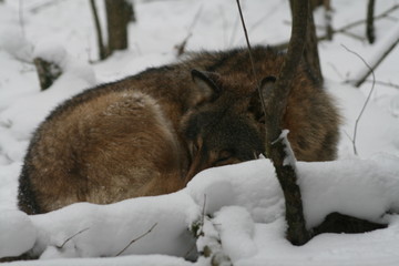Wolf in snow winter pine forest with a man