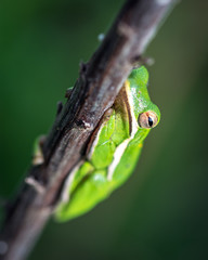 Green Tree Frog along the nature trail in Pearland!