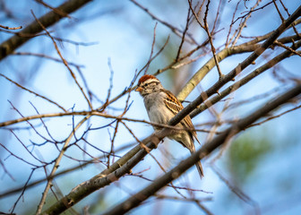 Chipping Sparrow along the nature trail in Pearland!