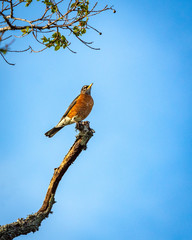 American Robin high on a branch!
