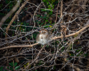 Naklejka na ściany i meble Field Sparrow in a dead wild rose bush in Pearland!