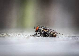 A fly on my fence!