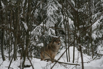 Wolf in snow winter pine forest with a man