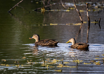 Mottled Duck in a pond along the nature trail in Pearland!