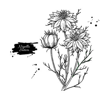 Nigella sativa vector drawing. Black cumin isolated illustration. Hand drawn botanical flowers and leaves.