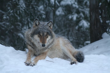 Fototapeta na wymiar Wolf in snow winter pine forest with a man