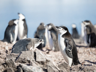 kleiner Pinguin in der Antarktis, Zügelpinguin  beim Füttern 