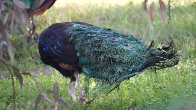 Peacock is walking on grass alone. Turquoise, blue exotic bird in sunny day.