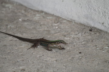 o lagarto
