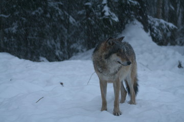 Wolf in snow winter pine forest with a man