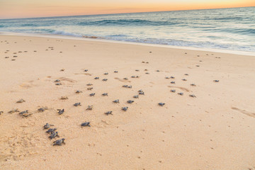 Baby turtles on beach crawling out to sea at sunset. Baby turtles are dark black and grey.