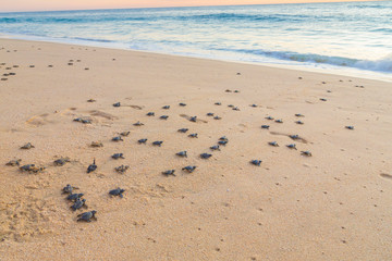 Baby turtles on beach crawling out to sea at sunset. Baby turtles are dark black and grey.