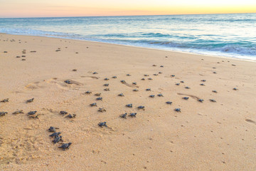 Fototapeta na wymiar Baby turtles on beach crawling out to sea at sunset. Baby turtles are dark black and grey.