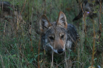 Pack of young wolves cubs near river