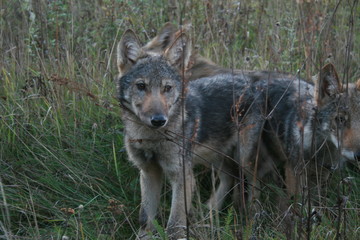 Pack of young wolves cubs near river