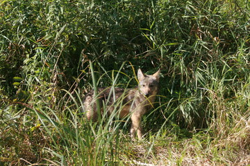 Pack of young wolves cubs near river