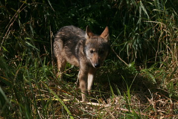Fototapeta premium Pack of young wolves cubs near river