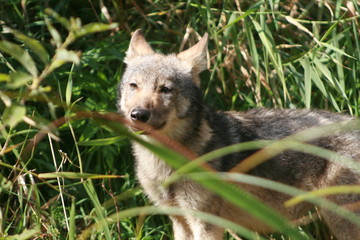 Pack of young wolves cubs near river