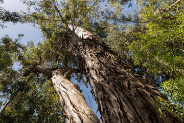 Ayun River Nature Reserve