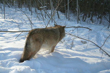 Fototapeta premium Wolf trying to catch mouse in deep snow
