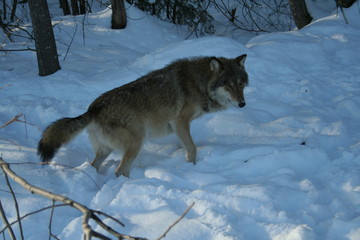 Wolf trying to catch mouse in deep snow