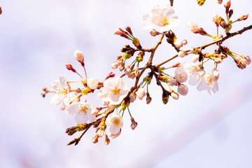目黒川の桜
