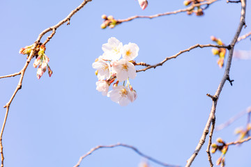 目黒川の桜
