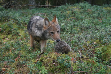 Pack of young wolves cubs near village and forest meeting hedgehog