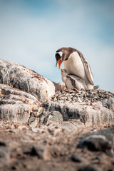 Gentoo penguin mother father with little chick feeding in Antarctica, Antarctic Penninsula 