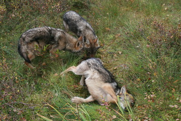 Pack of young wolves cubs near village and forest meeting hedgehog