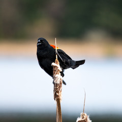 Red wing blackbird