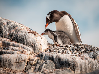 Gentoo Penguin mother taking care of a Little Penguin on a rock at Antarctica 