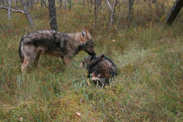 Pack of young wolves cubs near village and forest meeting hedgehog