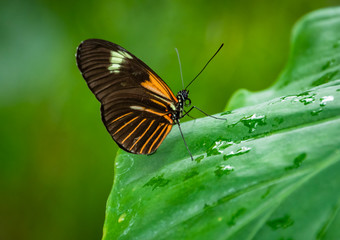Tropical butterflies on foliage in butterfly gardens in Georgia.