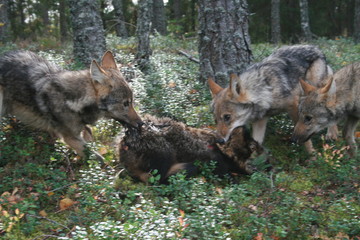 Pack of young wolves cubs near village and forest meeting hedgehog