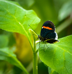 Fototapeta na wymiar Tropical butterflies on foliage in butterfly gardens in Georgia.