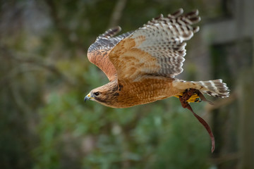 Fototapeta premium Red-shouldered Hawk flying in raptor show in Georgia.